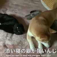 仲睦まじい犬と猫たち