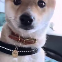 不安そうな目で飼い主さんを見つめる豆柴