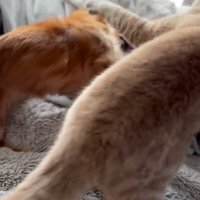じゃれ合う2匹