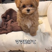 「ママ助けて～」