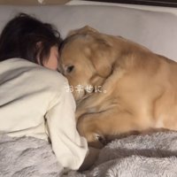 微動だにせず寝るポジションをキープする犬