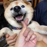 笑顔の老犬