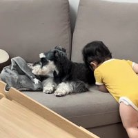 ソファーにいるシュナウザーに顔を埋める赤ちゃん