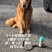 信念を持つチェスターくん