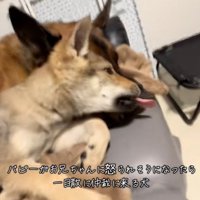 DAZくんにちょっかいをかける子犬