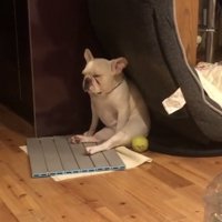 うつむき気味に座る犬
