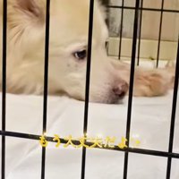 ケージの中で遠くを見つめる犬