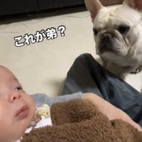 首をかしげる犬