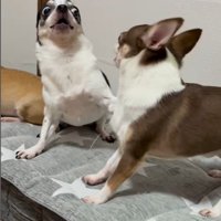 うめちゃんの遊びの誘い方7