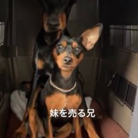 クレートの中の小型犬と大型犬
