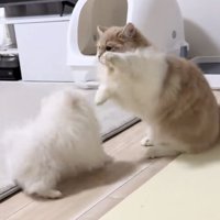 じゃれ合う犬と猫