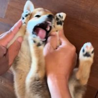 遊び好きのやんちゃな性格♪