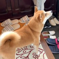 お兄ちゃんが帰ってきました
