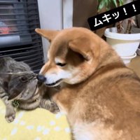 怒るあんずちゃん