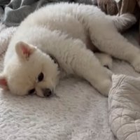 ぷにちゃん、ぬいぐるみ…？