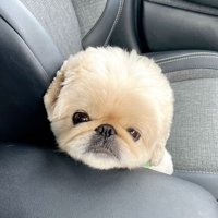 あざとい