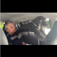 前を向く犬