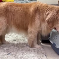 再び行方不明に…