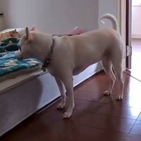 ベッドの前で止まり様子をうかがう犬
