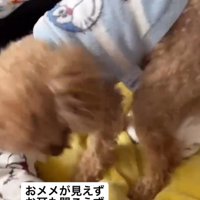 ペット用ベッドの上を歩く犬