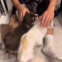 お兄ちゃんの帰りを待つこげまる君⑩