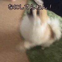 手に向かって飛びつく犬