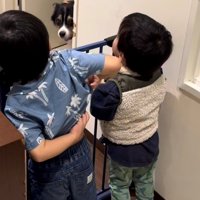 ドアのすき間から顔を出す犬