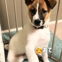 お手する子犬