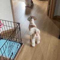 「ただいま」と挨拶したら…
