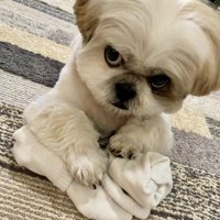 飼い主さんを睨むほまれ君