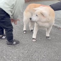 体を動かす男の子を見つめる柴犬