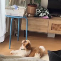 犬を見つめ返すインコ