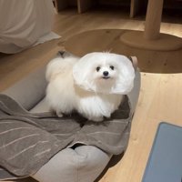 擬態