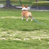 周囲を見まわす犬