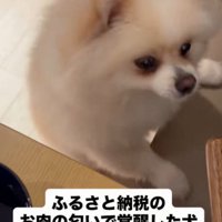 イスに前足を乗せて、肉に顔を近づける犬