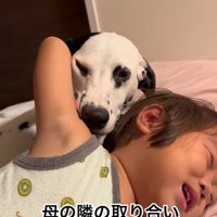 母親の隣を取り合う大型犬と子供
