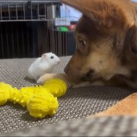 ハムスターを見つめる保護犬