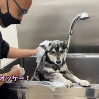 頑張って耐えています！