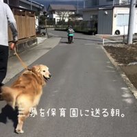 振り返る犬