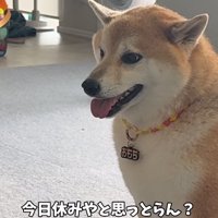 真顔になる柴犬