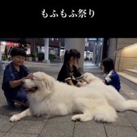 ナデナデ