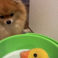 丸洗いすることに…