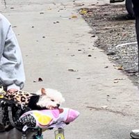 愛犬を看取ったばかりだそう