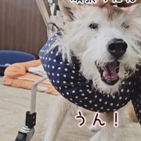 おばあちゃんワンコを車椅子に乗せたら⑩