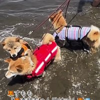 波に驚いて長女の柴犬にしがみつく末っ子の柴犬