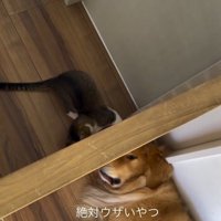 猫の前足が当たって目を覚ます犬