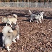 たくさんのハスキー