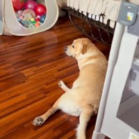 動かない薫風ちゃん
