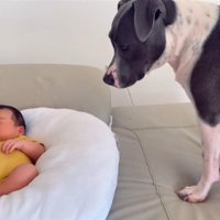 絶妙な位置でハリーくんを見守るゆめちゃん