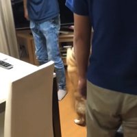 飛び跳ねる柴犬